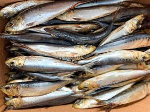 Жерех (бабочка) холодного копчения: Сельдь Иваси х\к